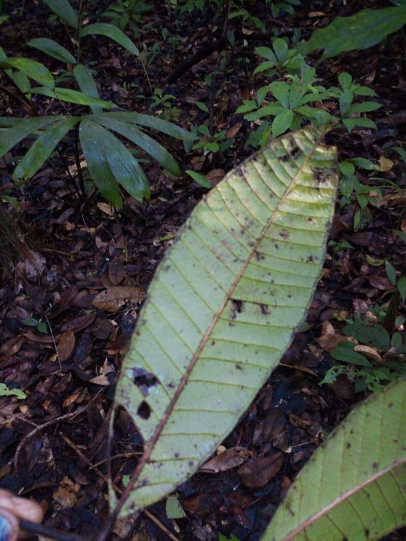 Talisia 3