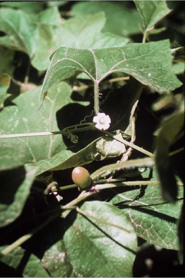 Cayaponia 2