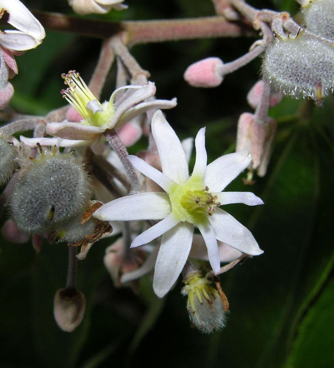 Trichospermum di Lessert 2