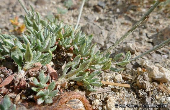 Eriogonum Wrightii 9