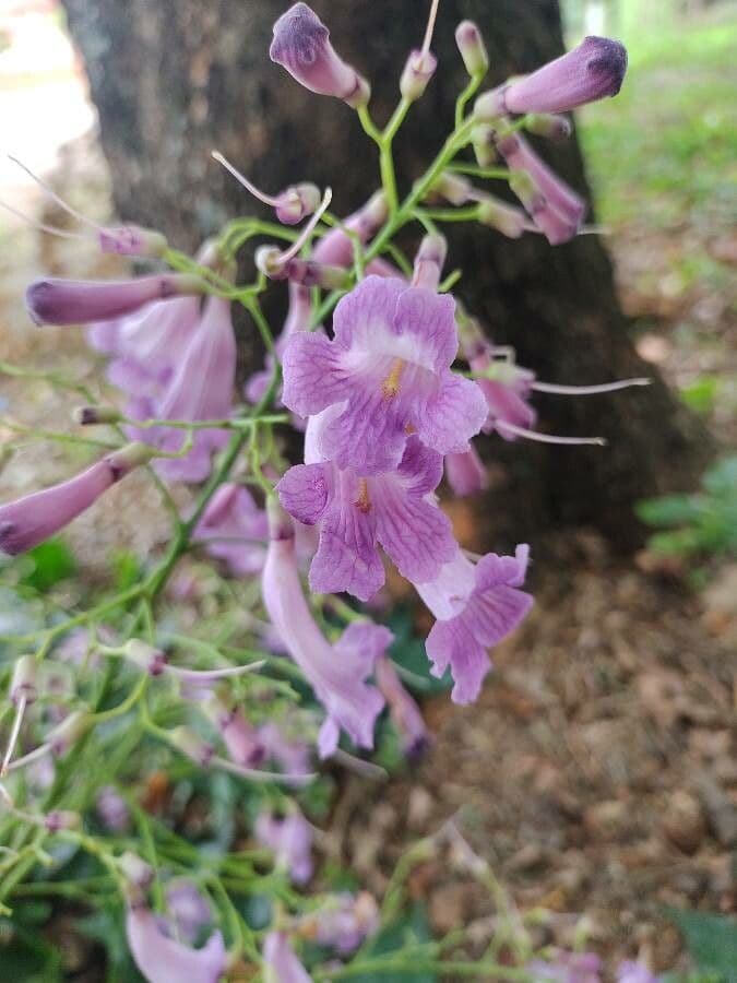 Jacaranda 2