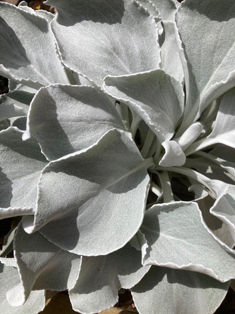 Senecio 14
