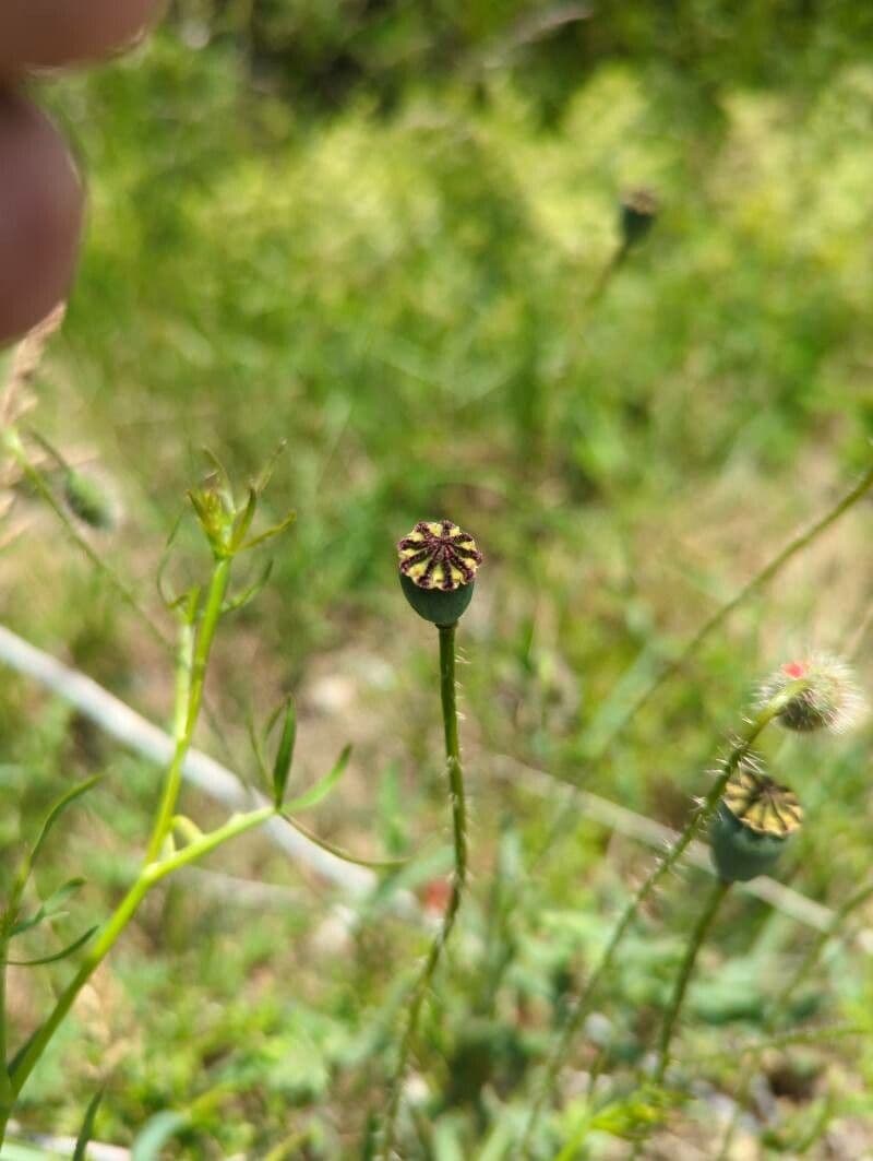 Sand-Mohn 4