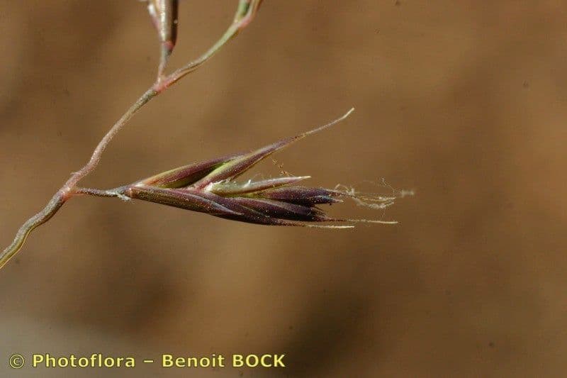 Festuca di Auquier