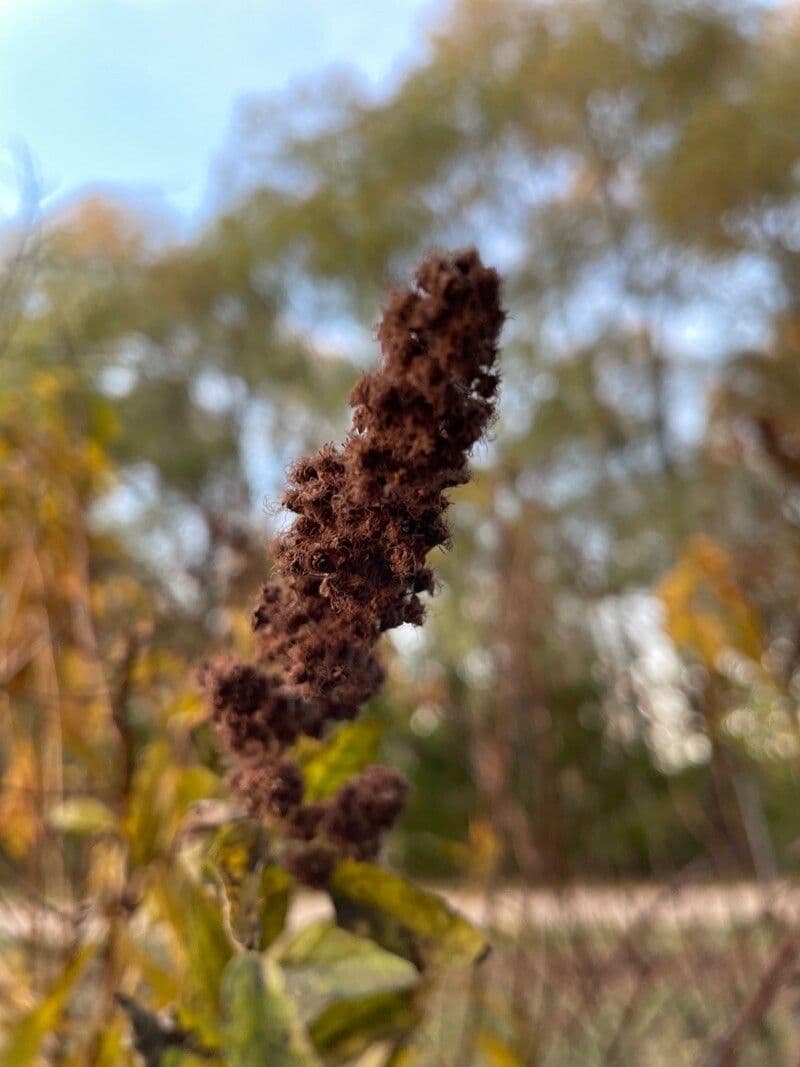 Brestovec kalinolistý 26