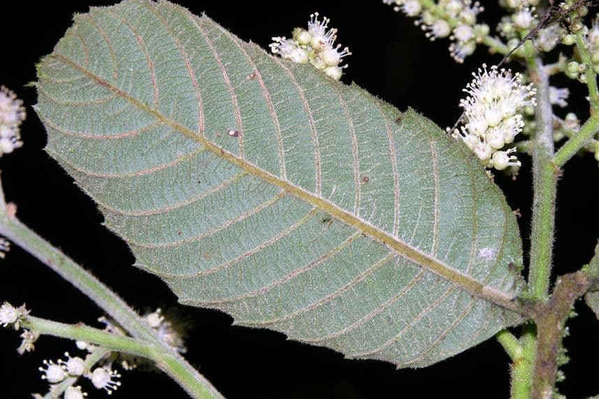 Cupania rossastra 11