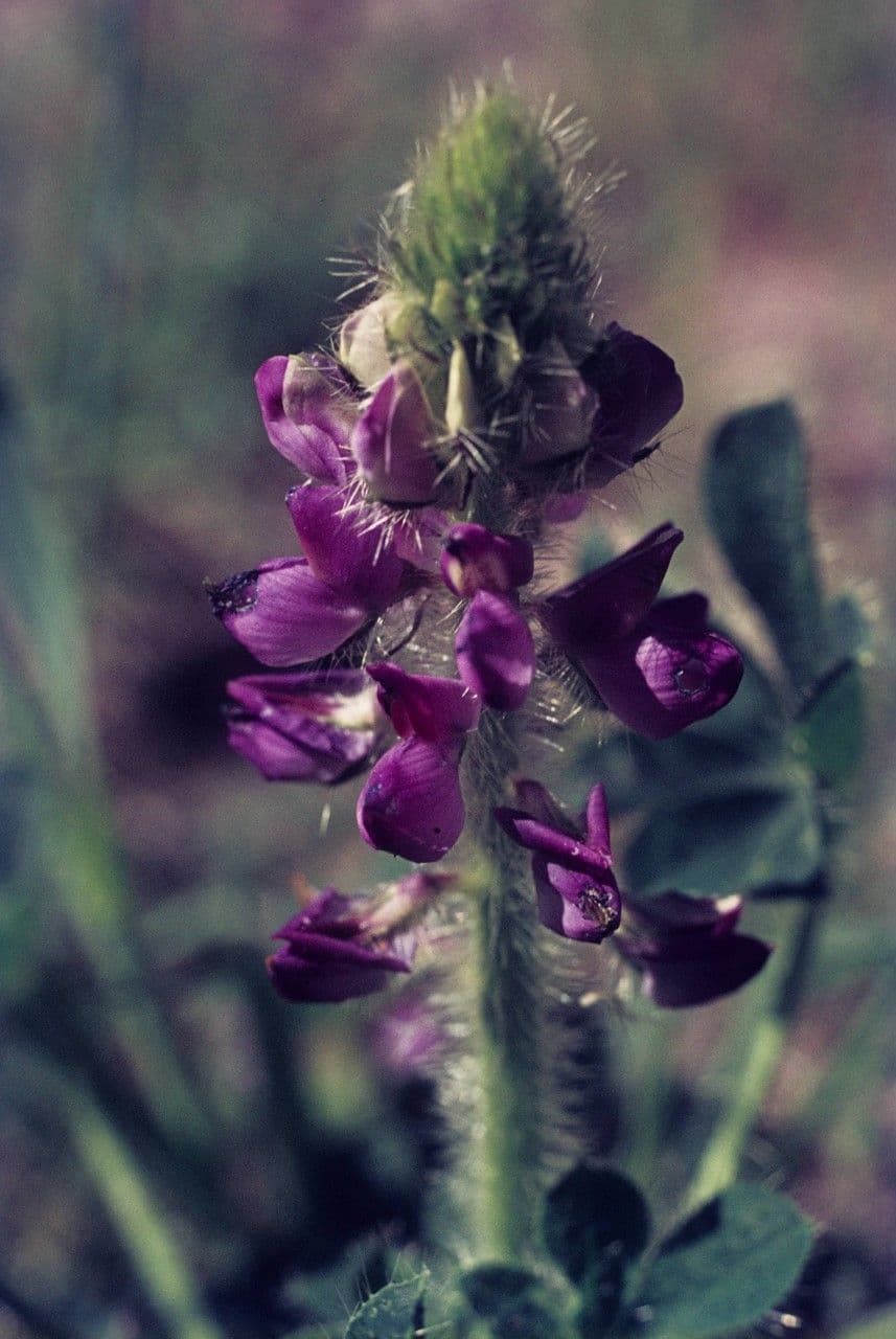 Borstiger Lupine 4
