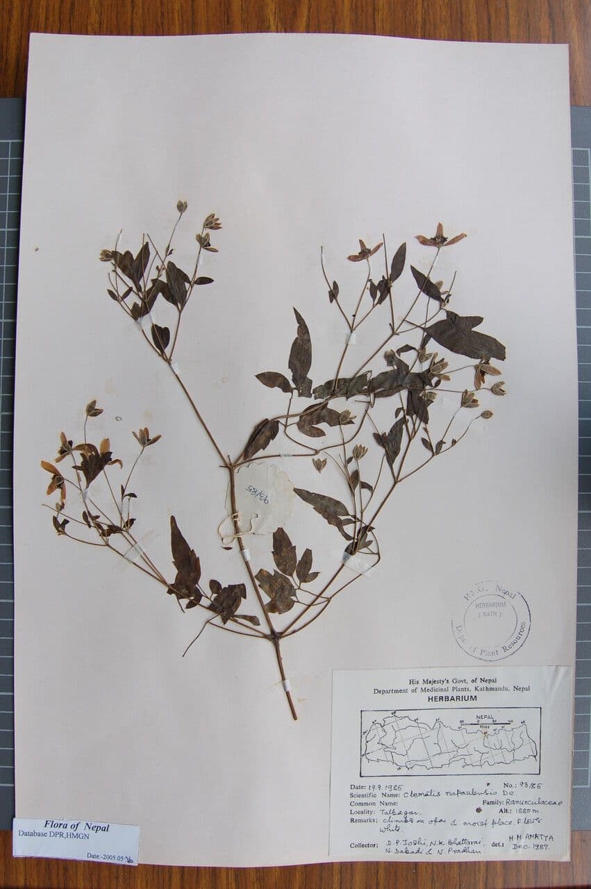 Clematide puberula 2