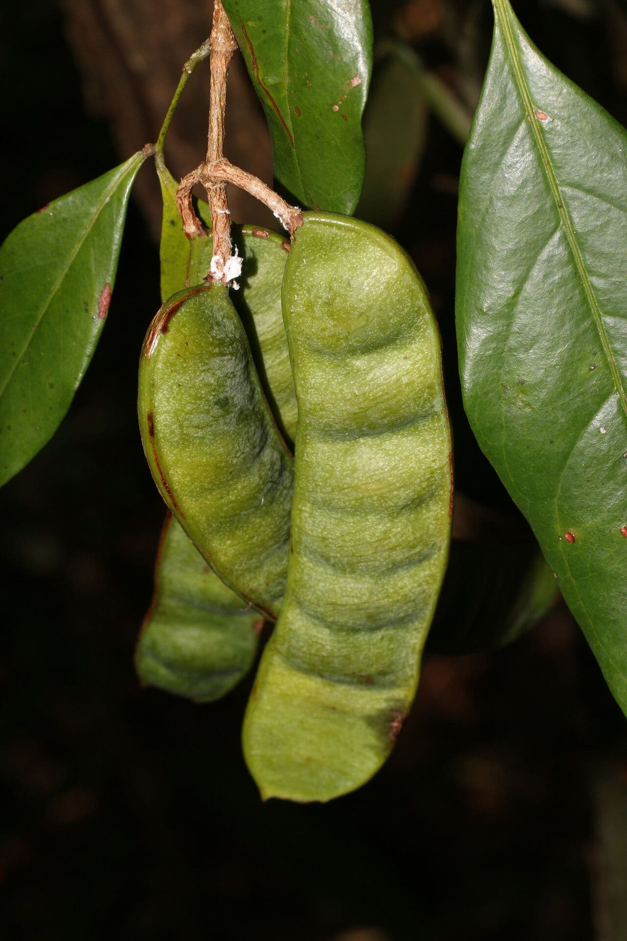 Inga