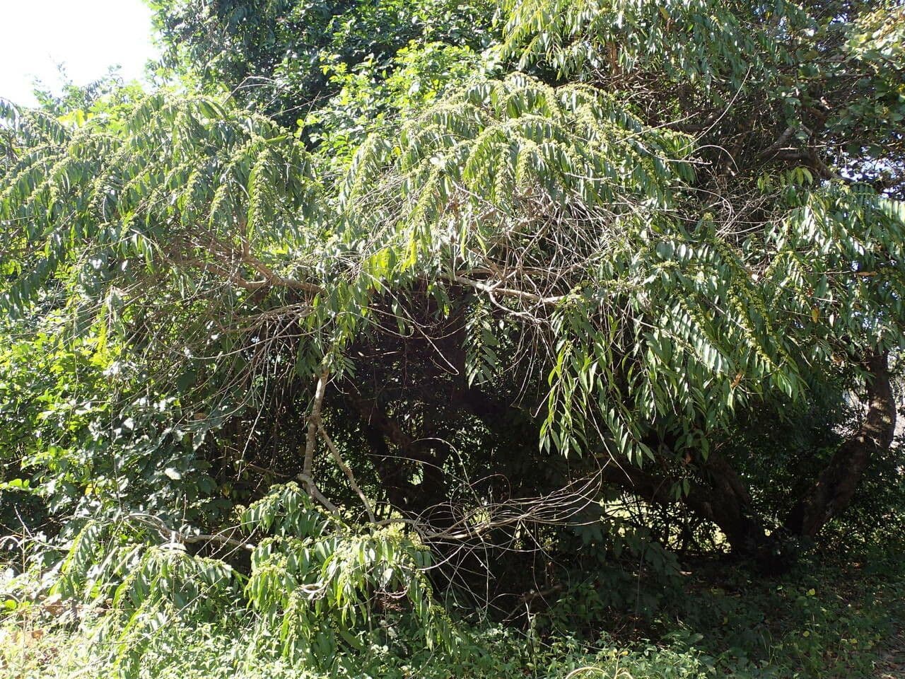 Anthostema 2