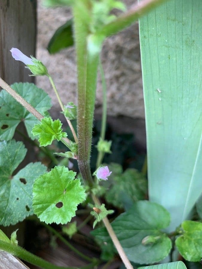 Malva domestica 24