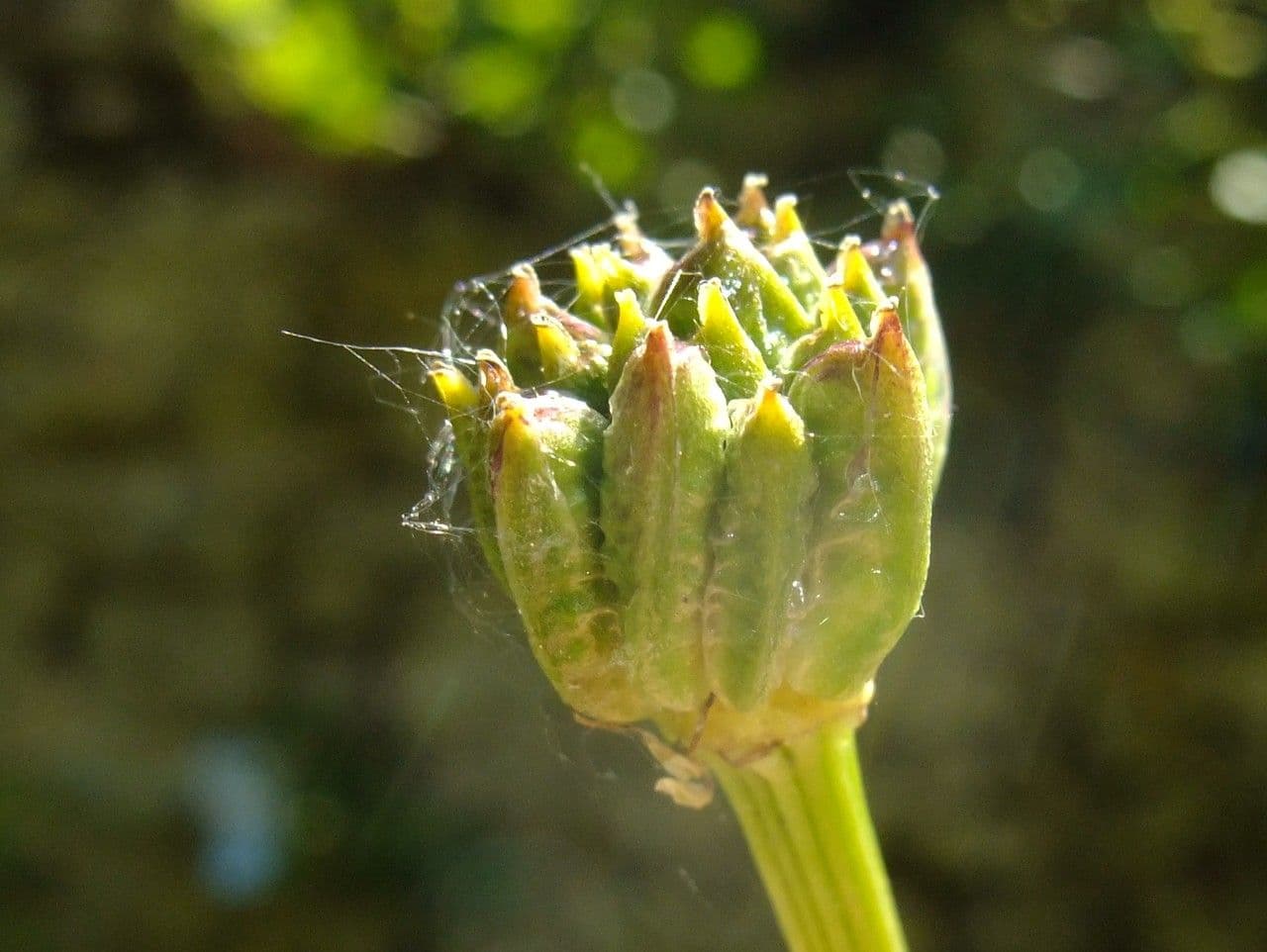 Botton d'oro 2