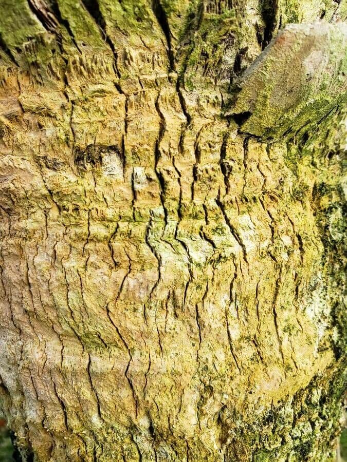 Thrinax 4