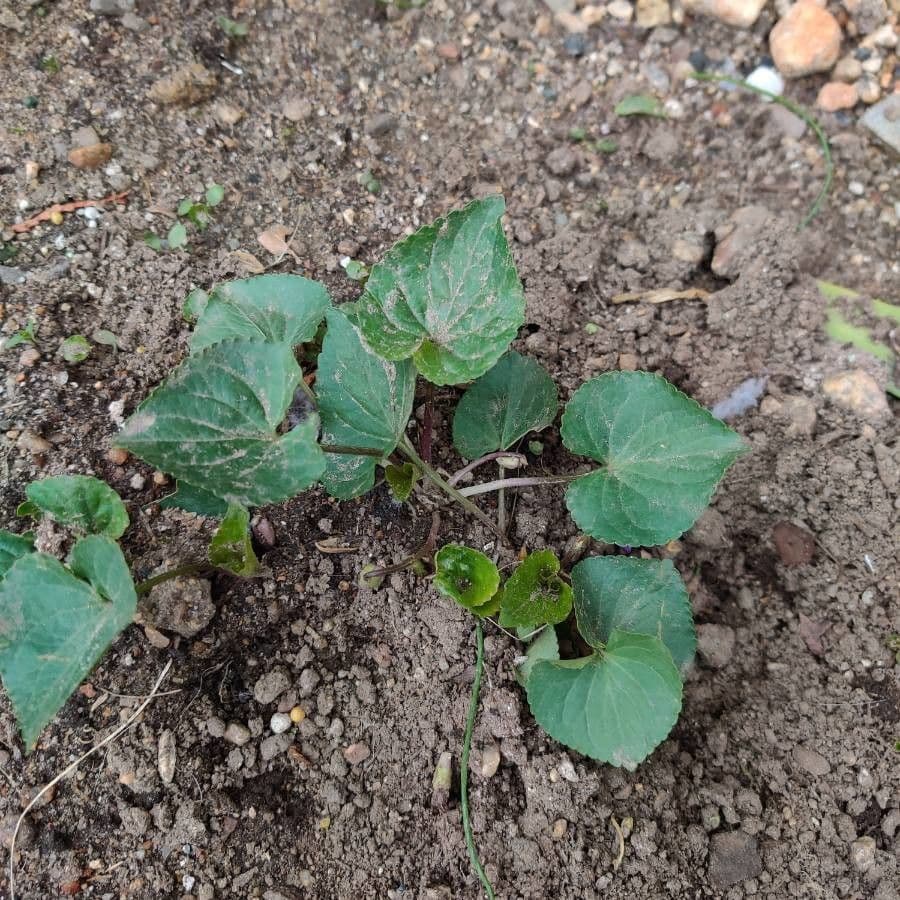 Viola americana 15