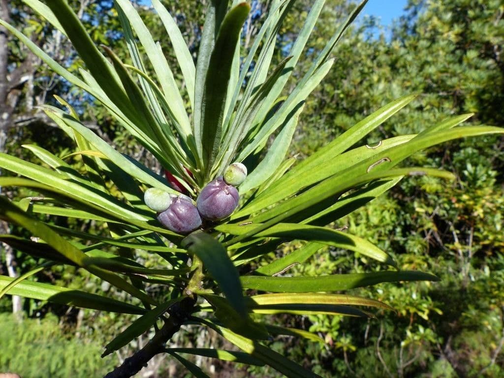 Podocarpus 4