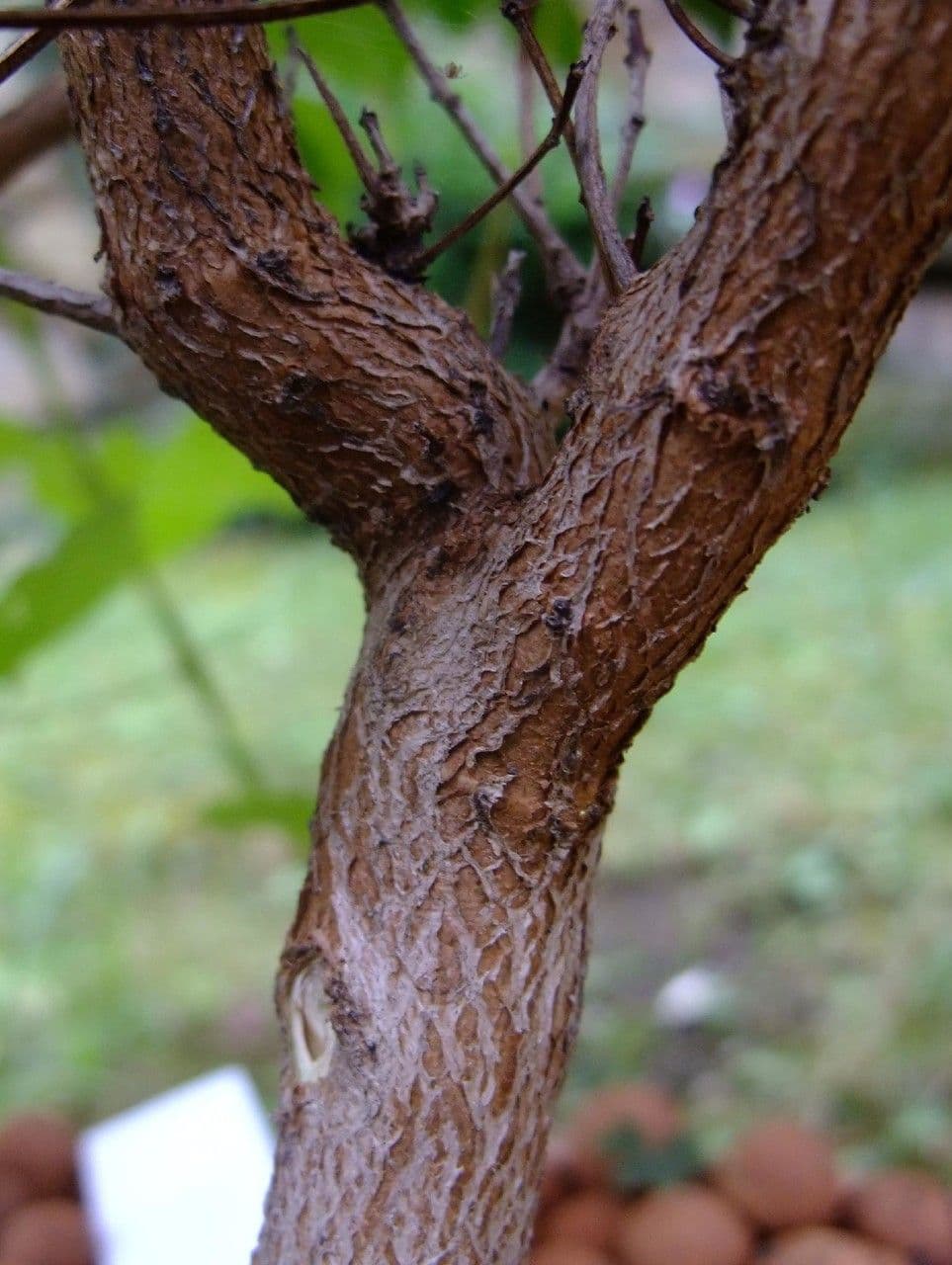 Mirto 23