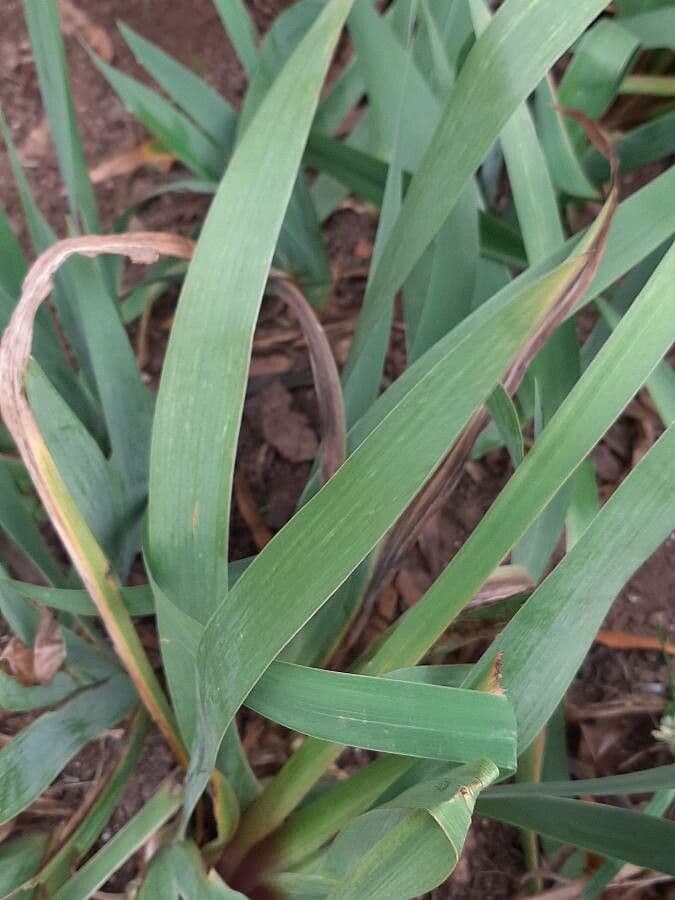 Sumpf-Schwertlilie 17