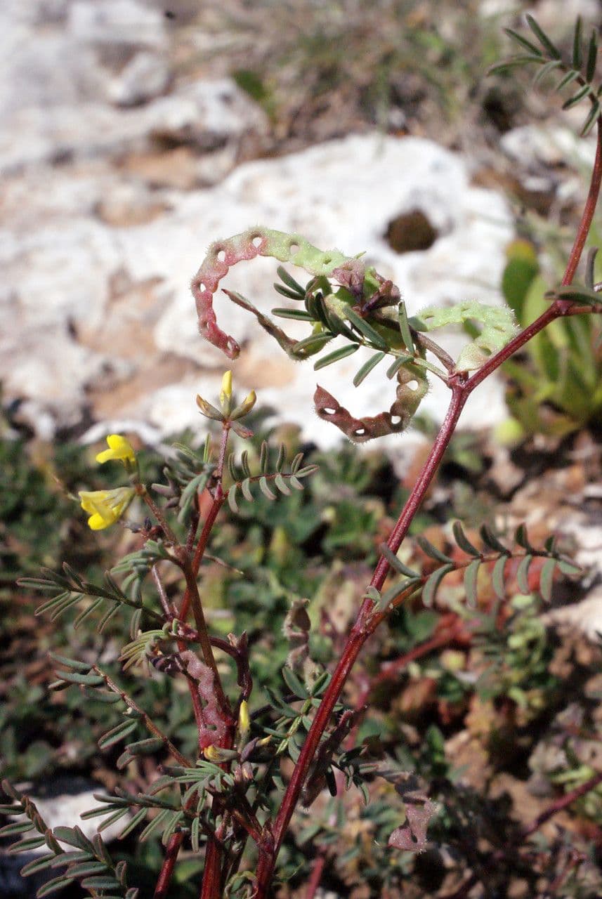 Ipocrepidi ciliata 23