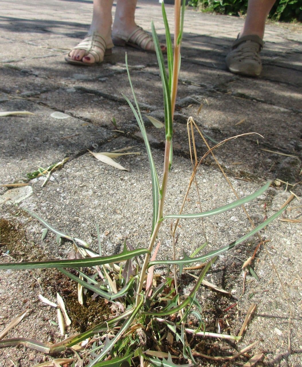 Lactuca saligna 13