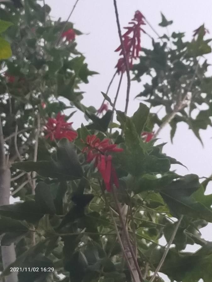 Erythrina 14