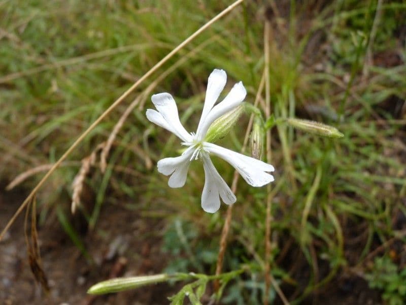 Silena 3