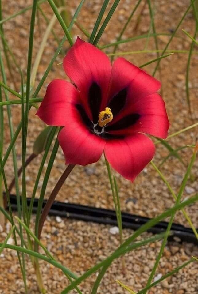 Romulea