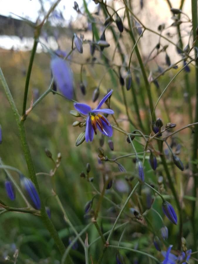 Dianella 2