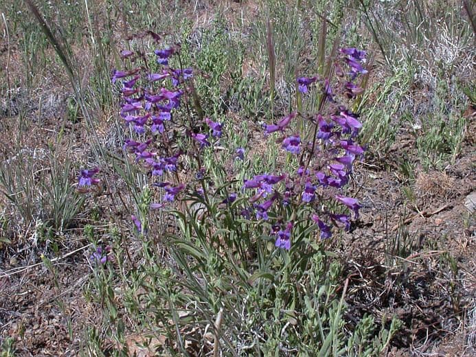 Penstemon 8