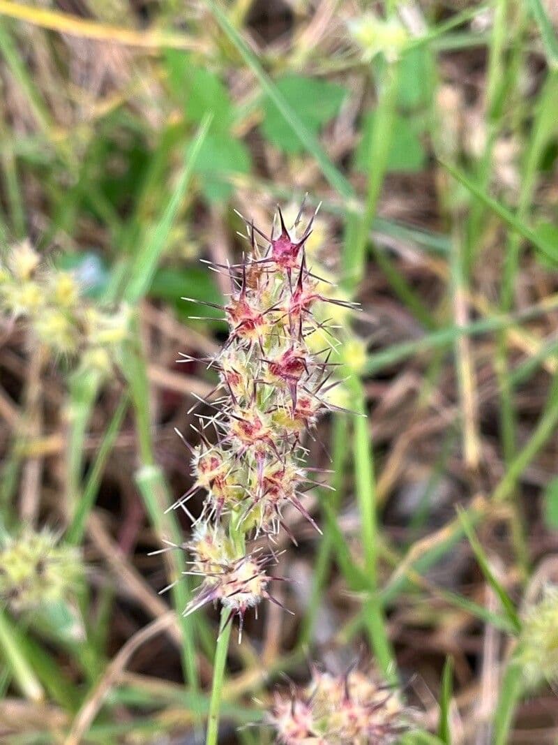 Cenchrus longispinus 6
