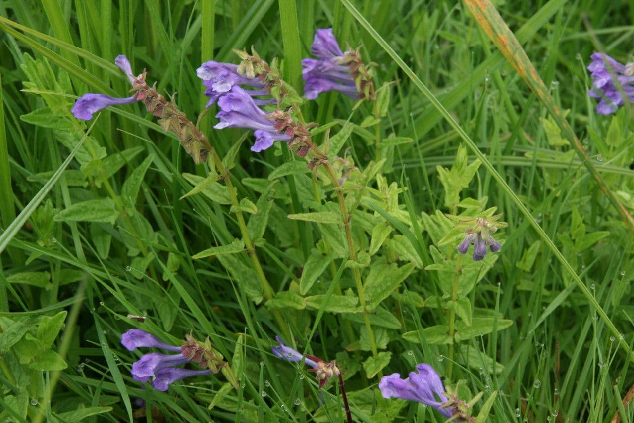 Scutellaria hastata 10