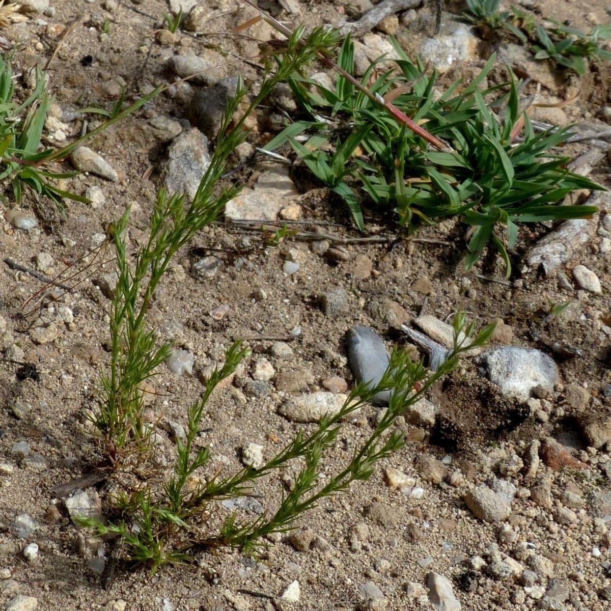 Minuartia mucronata 9