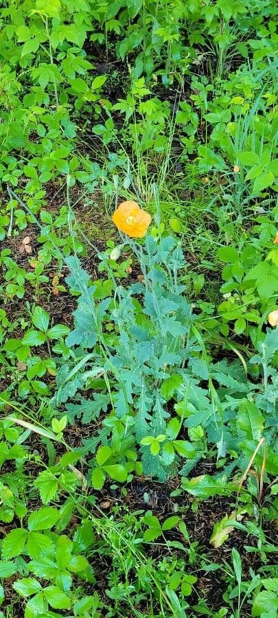 Arktischer Mohn 16