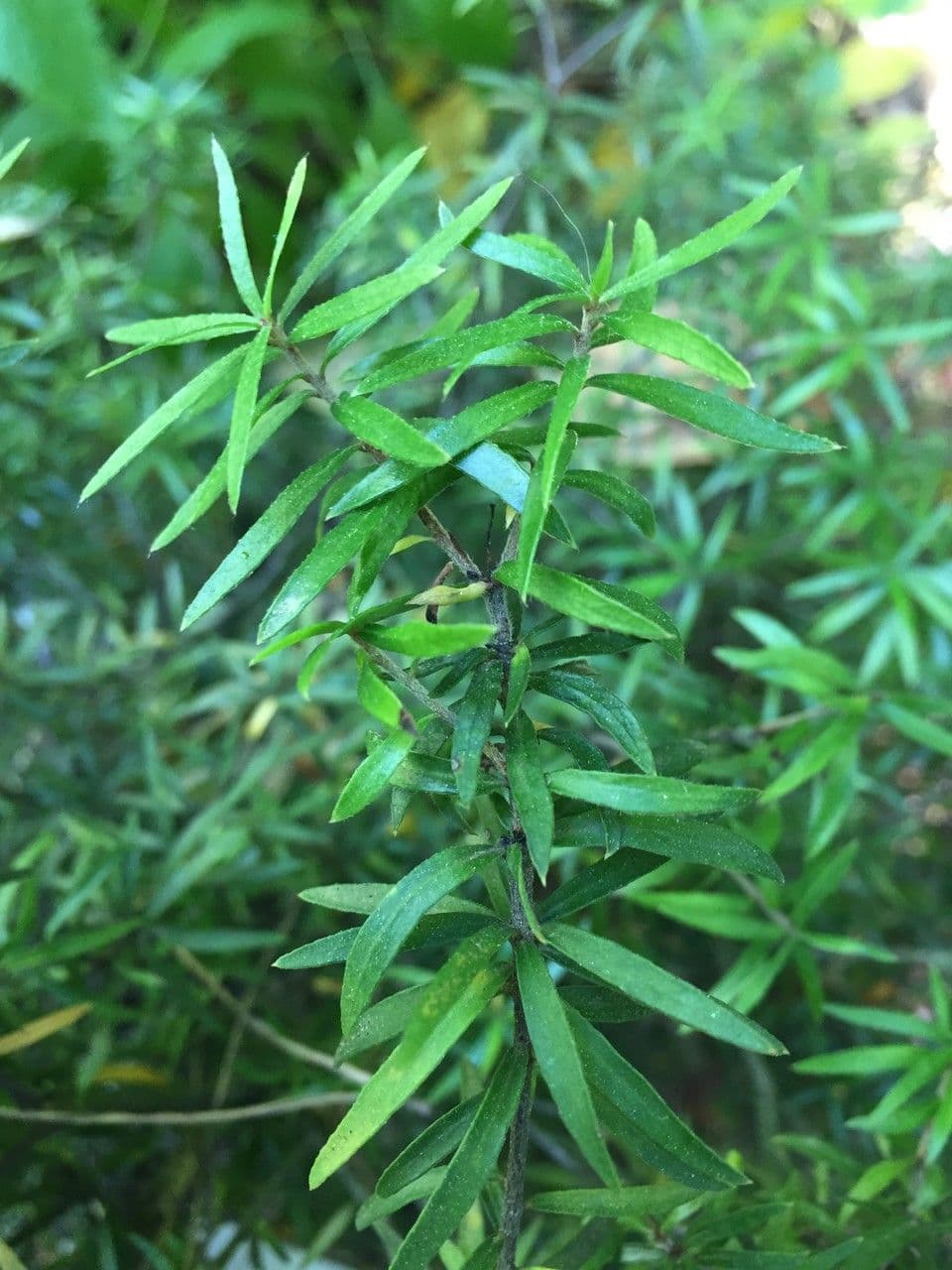 Pittosporum 6