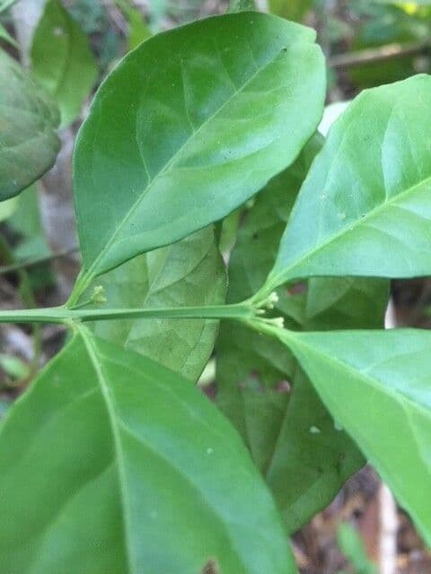 Crossopetalum 5