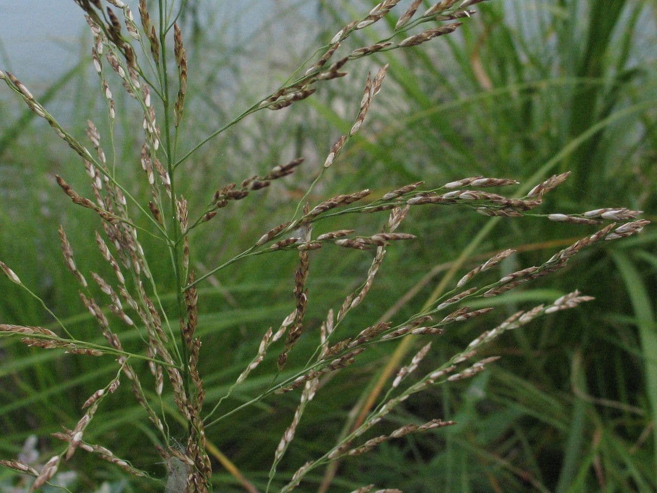 Quellgras 5