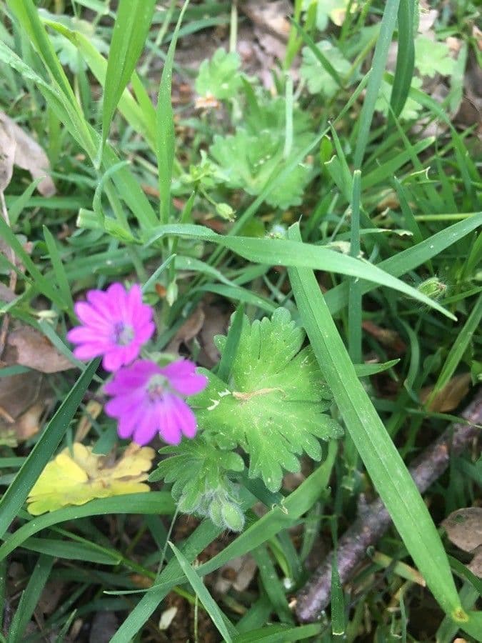 Géranium fluet 23