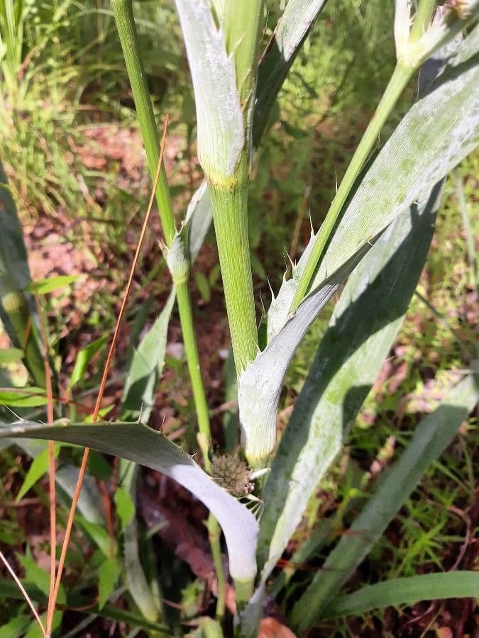 Yucca-Mannstreu 21