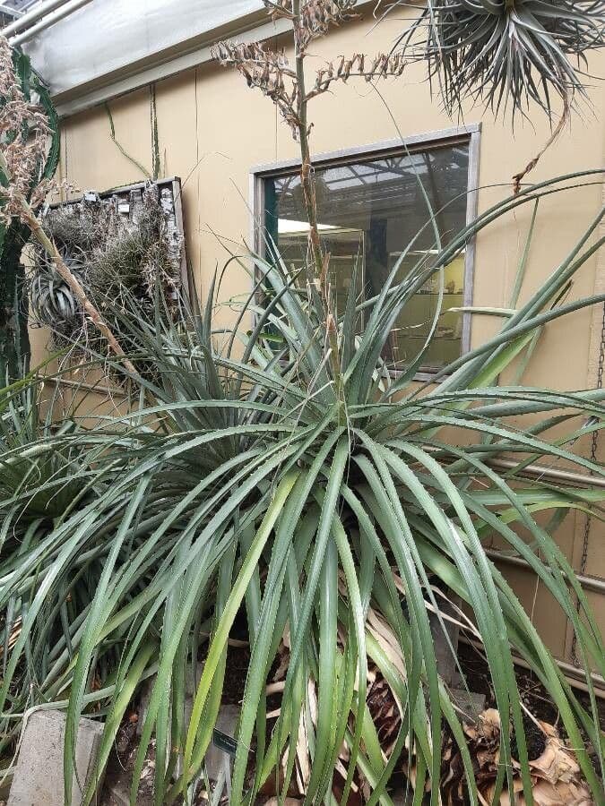 Puya