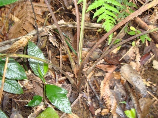 Burretiokentia 14