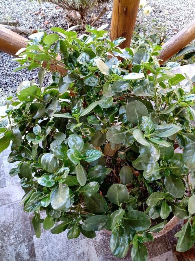 Coprosma plazivá 8