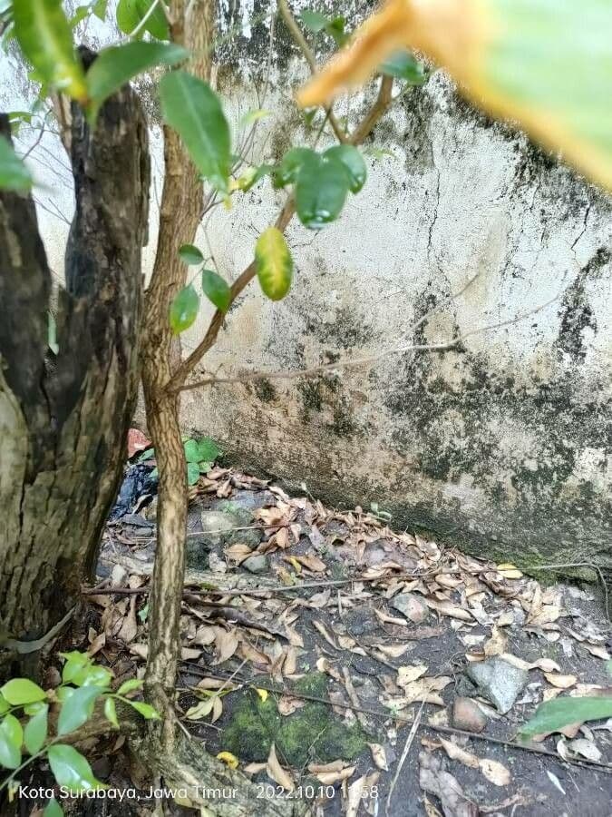 Jasmin multiflore 12