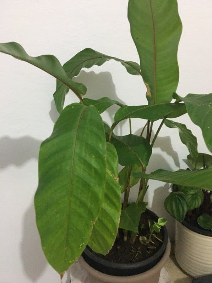 Heliconia eretta 19