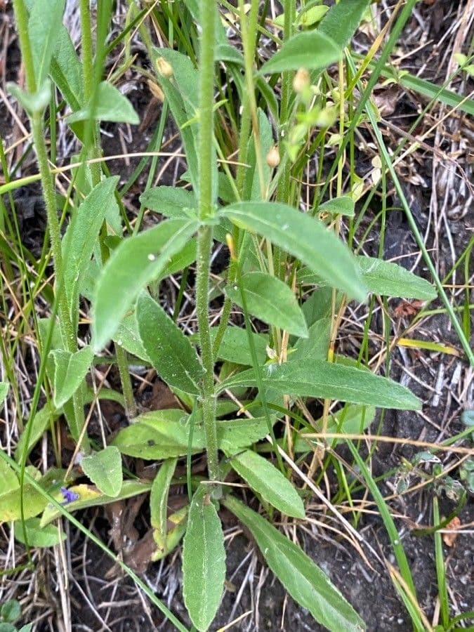 Veronica spigata 19