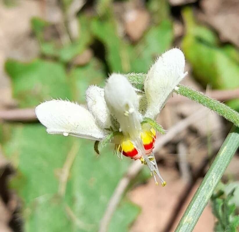 Blumenbachia 7