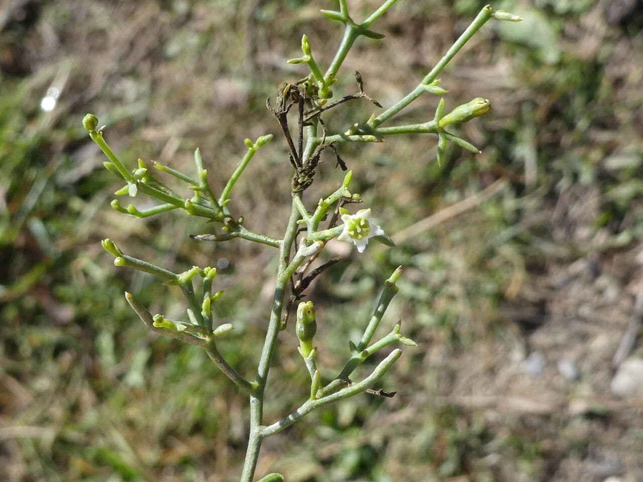 Bastard toadflax 13