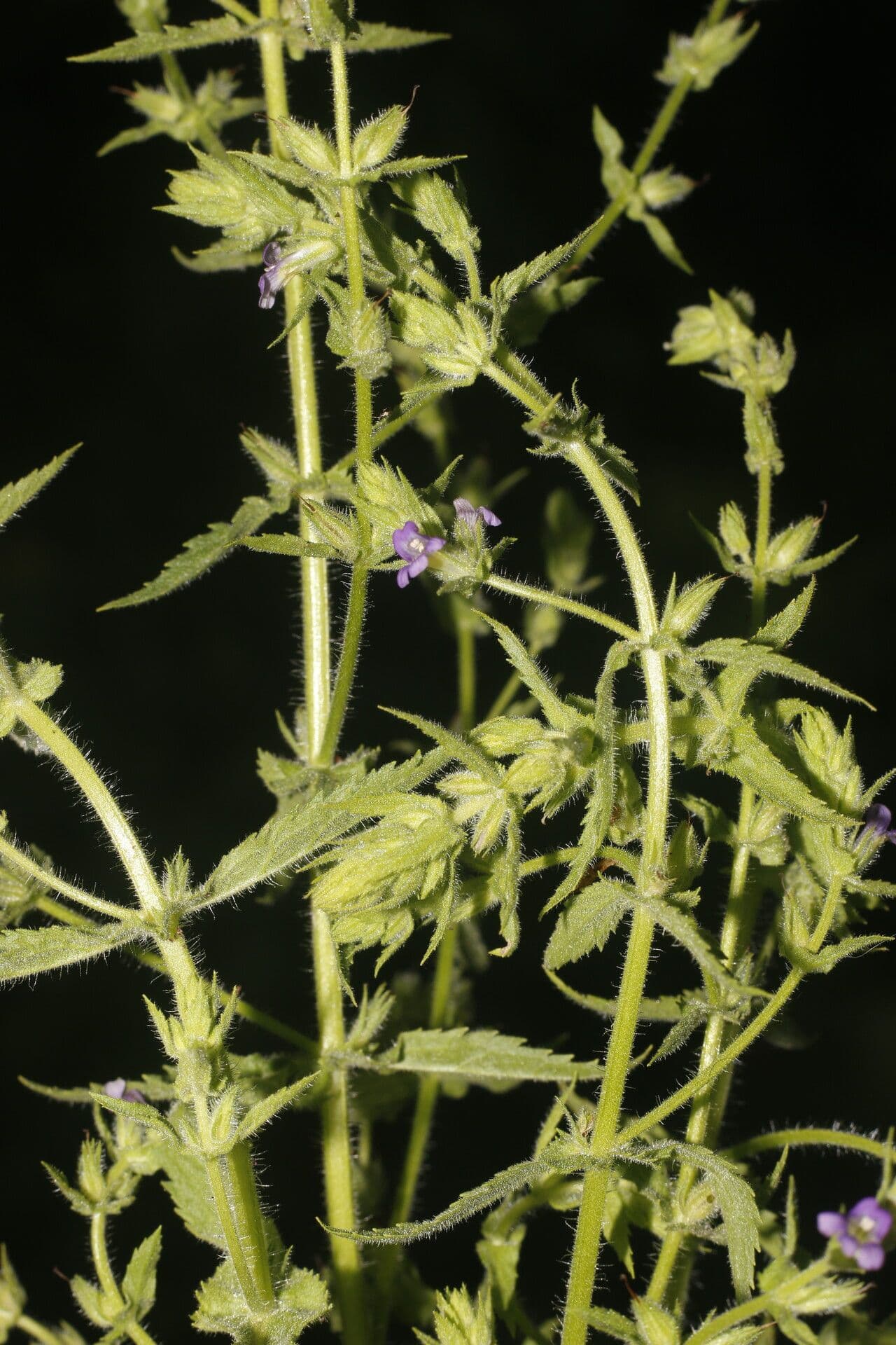 Stemodia durantifolia 12