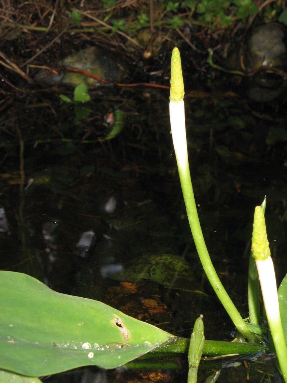 Orontium acquatico 3
