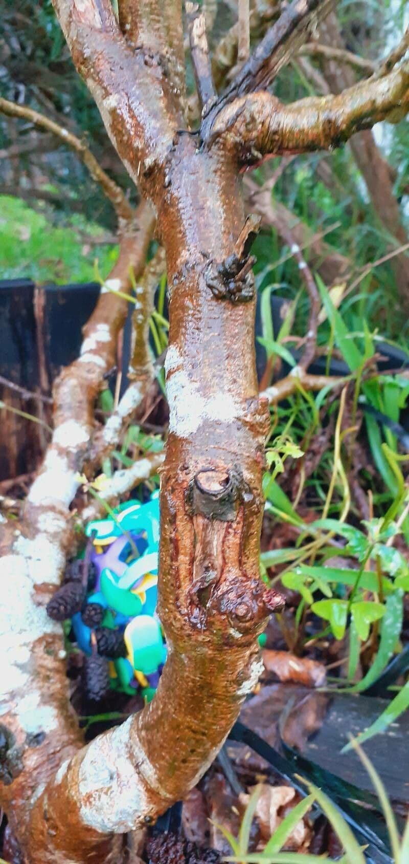 Bogen-Desmanthus 22