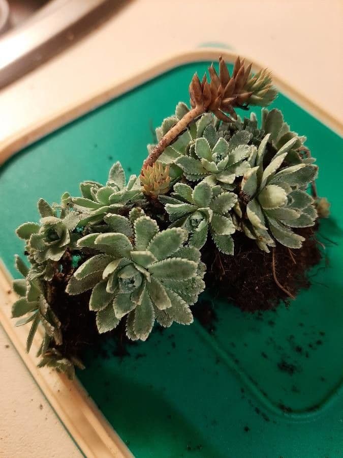 Saxifrage incrustée 13