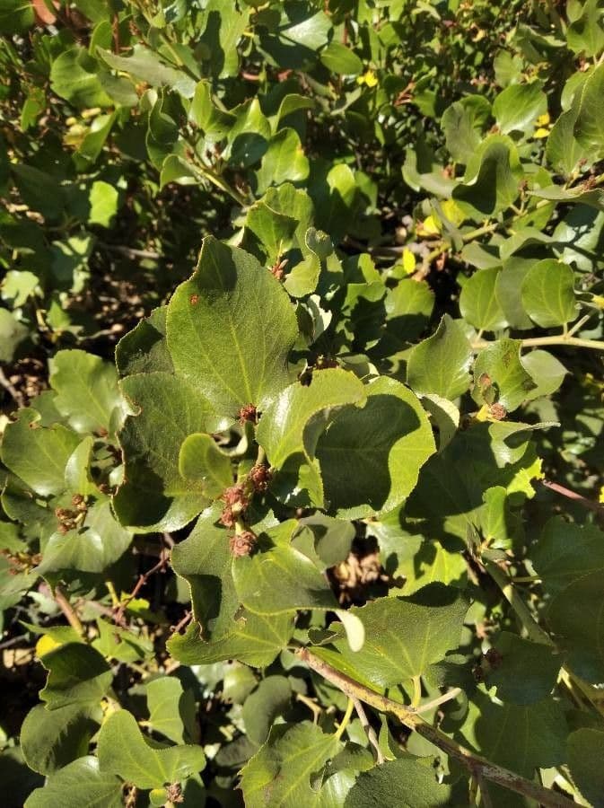 Ceanothus sametový 16